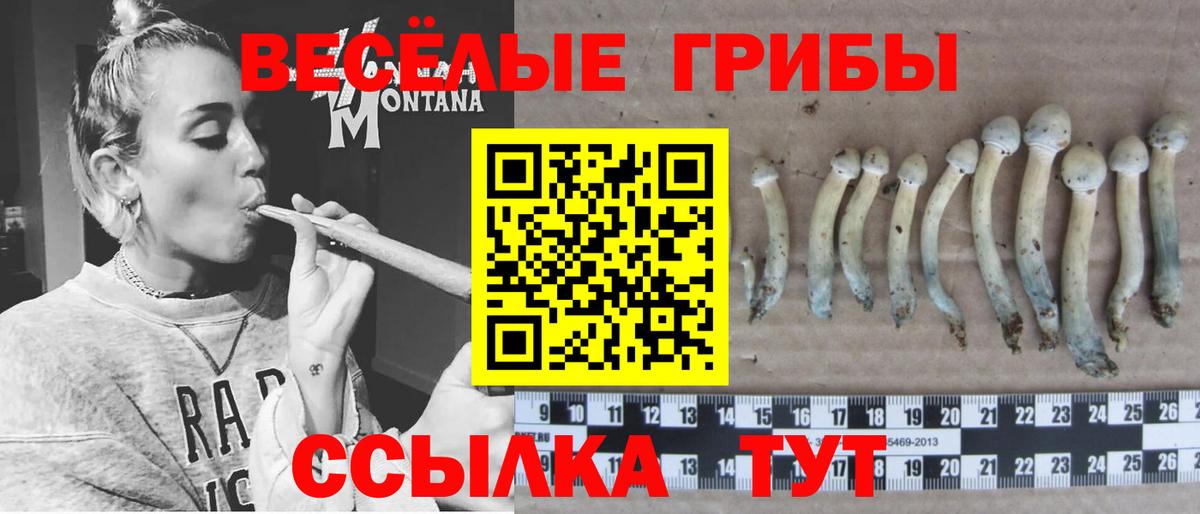 Галлюциногенные грибы Psilocybe Заводоуковск